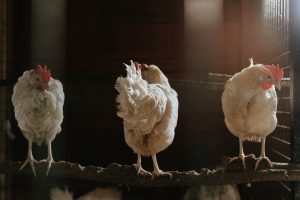 مشکل باقی‌ماندن آنتی‌بیوتیک در گوشت پرندگان چقدر جدی است؟