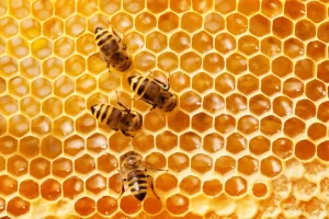 آغاز نمونه برداری‌های گسترده از تلفات در نوزادان زنبورعسل ( لارومیری) در زنبورستان‌های کشور